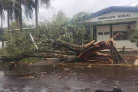 Temporal derruba árvores e deixa casas destelhadas em cidade no Noroeste do RS