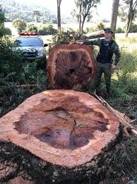 3º Batalhão Ambiental de Brigada Militar flagra corte de Araucárias no interior de Cacique Doble