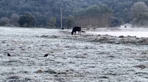 Nova onda de frio chegará trazendo geada com chance de neve para o Rio Grande do Sul