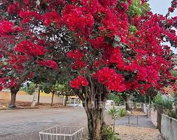 Primavera começa às 3h50 deste sábado