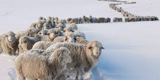 Pior frio em 60 anos soterra de neve milhares de animais na Argentina